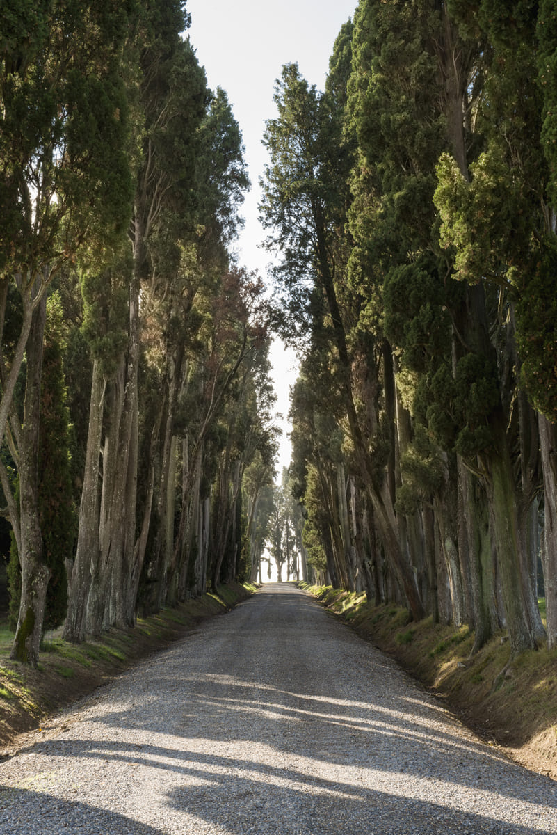 tenuta-camugliano-viale-cipressi